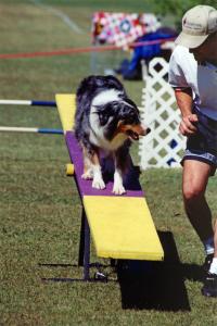 Zoe discussing her willingness to get into the contact zone on the teeter at Jumping Chollas agility, Glendale, AZ                 